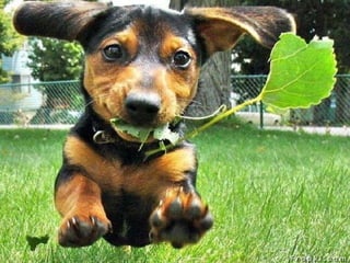 Amigos que nos fazem sorrir