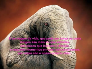 E na viagem da vida, que pode ser longa ou curta amigos são mais do que estradas, são placas que indicam a direção, e naqueles momentos em que mais precisamos, por vezes são o nosso próprio chão.  