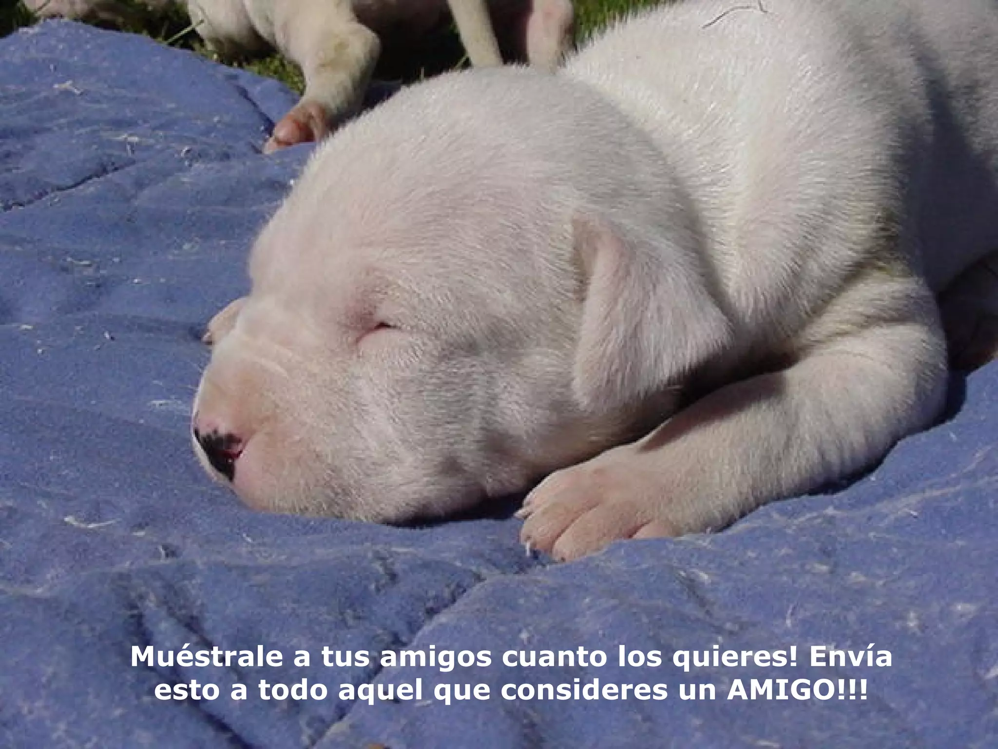 Muéstrale a tus amigos cuanto los quieres! Envía esto a todo aquel que   consideres   un AMIGO!! ! 