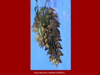 Haja asas para tamanha distância... 