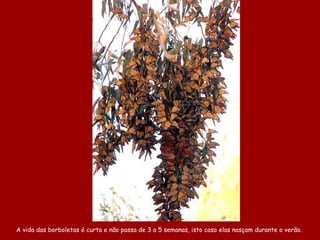 A vida das borboletas é curta e não passa de 3 a 5 semanas, isto caso elas nasçam durante o verão.  