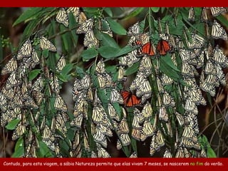 Contudo, para esta viagem, a sábia Natureza permite que elas vivam 7 meses, se nascerem  no fim  do verão.  