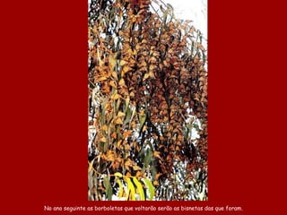 No ano seguinte as borboletas que voltarão serão as bisnetas das que foram. 