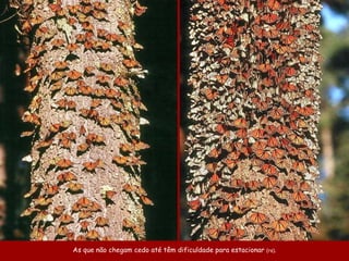 As que não chegam cedo até têm dificuldade para estacionar  (rs) . 