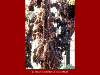 Eu não estou dizendo?... É inacreditável! 