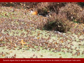 Durante alguns dias (e apenas numa determinada área em torno da cidade) é borboleta por todo canto. 