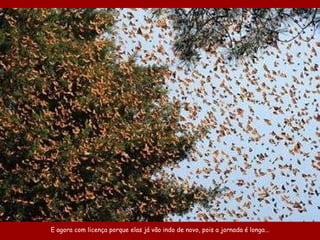 E agora com licença porque elas já vão indo de novo, pois a jornada é longa... 