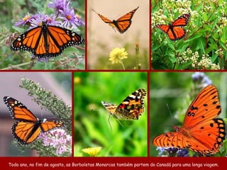 Mais de 100 milhões delas vão fazer esta viagem de 3.700 Km que vai terminar no México. Todo ano, no fim de agosto, as Borboletas Monarcas também partem do Canadá para uma longa viagem. 