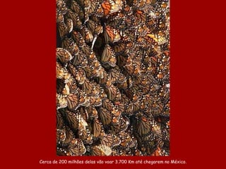 Cerca de 200 milhões delas vão voar 3.700 Km até chegarem no México. 