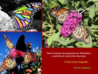 Nesta semana elas passaram por Milwaukee,  a caminho do calorzinho mexicano.  E elas foram chegando... Foram chegando... 