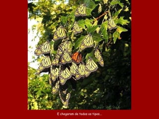 E chegaram de todos os tipos... 