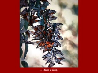 ... e todas as cores. 