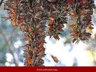 E bota enfeitando nisso...  