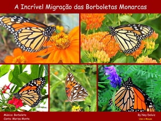 A Incrível Migração das Borboletas Monarcas Música: Borboleta     By Ney Deluiz   Canta: Marisa Monte  Use o Mouse 