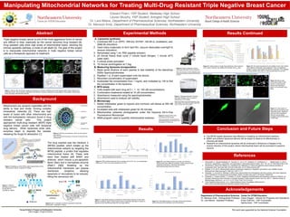 Young Scholar’s Program at Northeastern University
Claire Duggan, Program Director
This work was supported by the National Science Foundation
Edward Pham, YSP Student, Wellesley High School
Lauren Murphy, YSP Student, Arlington High School
Dr. Lara Milane, Department of Pharmaceutical Sciences, Northeastern University
Dr. Mansoor Amiji, Department of Pharmaceutical Sciences, Northeastern University
Results ContinuedAbstract
Background
Experimental Methods
Conclusion and Future StepsResults
Acknowledgements
Mitochondria are dynamic organelles with the
ability to fuse and divide, forming complex
intracellular networks [3]. There are high
levels of fusion with other mitochondria and
with the endoplasmic reticulum found in drug
resistant cancer cells. This project
approached multi-drug resistant (MDR) triple
negative breast cancer cells with liposomal
drug delivery. When liposomes enter cells,
enzymes begin to degrade the vessels,
releasing the drugs for absorption [1].
Triple negative breast cancer is one of the most aggressive forms of cancer
and difficult to treat, especially as the cancer becomes drug resistant [6].
Drug resistant cells show high levels of mitochondrial fusion, blocking the
intrinsic apoptotic pathway, a mode of cell death [3]. The goal of this project
is to manipulate mitochondrial networks in triple negative breast cancer
cells as a therapeutic approach to treatment.
The drug inserted was the mitofusin 2
(MFN2) peptide, which breaks up the
mitochondrial network by targeting the
MFN2 peptide, a protein that regulates
mitochondrial fusion [4]. These cells
were then treated with BAM7 and
shikonin, which induce a pro-apoptotic
factor (Bax) and a necroptosis enzyme
(Ripk1) [2][5]. Breaking up the
mitochondrial membrane can expose
membrane receptors, allowing
apoptosis or necroptosis to be induced,
killing the cancerous cell.
A. Liposome synthesis
1. Combined 587.3 uL DPPC, 558.4uL DOTAP ,185.28 uL cholesterol, and
2668.56 chloroform
2. Used rotary evaporator to form lipid film, vacuum desiccated overnight to
remove chloroform
3. Rehydrated using 1 mL PBS (peptide solution)
4. 20 minute freeze thaw cycle (1 minute liquid nitrogen, 1 minute 42ºC
water bath)
5. 5 minute probe sonication
6. 15 minute centrifugation at 7.2xg
B. Measuring liposome encapsulation
1. Made serial dilutions of each peptide to test reliability of the NanoDrop
2000c Spectrophotometer
2. Pipetted 1 uL of each supernatant onto the device
3. Recorded concentration of supernatant
4. Subtracted the concentration from 1 mg/mL and multiplied by 100 to find
the concentration in the liposome.
C. MTS assay
1. Cells treated with each drug at 0.1, 1, 10, 100 uM concentrations.
2. Combination treatments treated at 10 uM concentration.
3. Absorbance measured using the spectrophotometer
4. Absorbance used to analyze cell viability.
D. Microscopy
1. Added mitotracker green to hypoxic and normoxic cell dishes at 250 nM
concentration.
2. Incubated cells with mitotracker green for 45 minutes.
3. Mitochondrial networks photographed under the Keyence All-In-One
Fluorescence Microscope
4. MiNA program used to quantify mitochondrial networks.
● The MFN2 loaded liposomes was effective in breaking up mitochondrial networks.
● BAM7 and shikonin liposomal delivery will be tested to observe its effectiveness in
inducing cell death.
● Research on mitochondrial dynamics will be continued in Alzheimer’s Disease in the
reverse direction of this project, where mitochondrial fusion will be promoted to preserve
neurons
Figure 6. Rotary evaporator used to
evaporate chloroform from the lipid film.
https://www.kisspng.com/png-distillation-rotary
-evaporator-laboratory-evaporat-5834303/prev
iew.html
1. Akbarzadeh, A., Rezaei-Sadabady, R., Davaran, S., Joo, S. W., Zarghami, N., Hanifehpour, Y., … Nejati-Koshki, K. (2013).
Liposome: classification, preparation, and applications. Nanoscale research letters, 8(1), 102. doi:10.1186/1556-276X-8-102
2. Gavathiotis E, Reyna DE, Bellairs JA, Leshchiner ES, Walensky LD. Direct and selective small-molecule activation of
proapoptotic BAX. Nat Chem Biol. 2012;8(7):639–645. doi:10.1038/nchembio.995
3. Rafelski, S. M. (2013). Mitochondrial network morphology: Building an integrative, geometrical view. BioMed Central.
Retrieved from https://doi.org/10.1186/1741-7007-11-71.
4. Sebastián, D. et al.(2012). Mitofusin 2 (Mfn2) links mitochondrial and endoplasmic reticulum function with insulin signaling
and is essential for normal glucose homeostasis. PNAS. doi:https://doi.org/10.1073/pnas.1108220109
5. Shasavari, Z., Karami-Tehrani, F., & Salami, S. (2018). Targeting Cell Necroptosis and Apoptosis Induced by Shikonin via
Receptor Interacting Protein Kinases in Estrogen Receptor Positive Breast Cancer Cell Line, MCF-7. National Center for
Biotechnology Information. doi:10.2174/1871520617666170919164055
6. Triple Negative Breast Cancer. (n.d.). National Breast Cancer Foundation. Retrieved from
https://www.nationalbreastcancer.org/triple-negative-breast-cancer.
Figure 2. Structure of a liposome, which we are using for
drug delivery.
https://www.precisionnanosystems.com/areas-of-interest/formulati
ons/liposomes
Figure 5. Bam 7 activation of intrinsic apoptosis through Bax
translocation. Copyright Dr. Milane.
Figure 4. Shikonin
activation of necroptosis
through RIP1K.
Copyright Dr. Milane.
Figure 3. Breaking up of the MFN2 protein causes fission of the
mitochondrial network. Copyright Dr. Milane.
Department of Pharmaceutical Sciences
Dr. Mansoor Amiji - Distinguished Professor
Dr. Lara Milane - Assistant Professor
Manipulating Mitochondrial Networks for Treating Multi-Drug Resistant Triple Negative Breast Cancer
References
Figure 9. MFN2 loaded liposomes had an average size of 142.2 nm, an encapsulation
efficiency of 72.8%, and a zeta potential of 22.2 mV.
Figure 13. Graph based on single drug treatments. Dose response
curve used to measure cell viability and calculate the IC50
value.
Figure 7. Spectrophotometer (Synergy
Microplate Reader) used to measure
absorbance in MTS assay.
https://www.biotek.com/products/detection-hybri
d-technology-multi-mode-microplate-readers/syn
ergy-h1-hybrid-multi-mode-reader/
Figure 15. This graph represents the cell viability of each cell condition
under different combination drug treatments. There is a significant
change in hypoxic cells treated with MFN2 in liposomes. This suggests
that drug resistant cells relies on mitochondrial fusion for survival.
Figure 10. Used MiNa analysis to calculate the individual
mitochondria under different conditions. 5 days hypoxia shows
a significant decrease in individual mitochondria,
demonstrating large amounts of fusion.
Figure 11. Used MiNa analysis to quantify the mitochondrial networks of cells under
different conditions. Again, 5 days hypoxia shows a significant decrease in number of
networks as the mitochondria fuses into one large network.
Figure 12. Used MiNa analysis to calculate mitochondrial footprint,
which is the area of the cell taken up by mitochondria.
Figure 1. Side by side microscope image of cells stored in normoxic conditions and 3-days hypoxia (left to right), stained with
mitotracker green, and processed using MiNa. Cells stored in hypoxia, making them drug resistant, show greater mitochondrial
fusion and larger mitochondrial networks.
Figure 8. Keyence All-In-One
Fluorescence Microscope.
https://www.keyence.com/products/micr
oscope/fluorescence-microscope/bz-x70
0/models/bz-x710/index.jsp
Center for STEM Education
Claire Duggan - Director for Programs and Operations
Emily Chernich - YSP Coordinator
Salima Amiji - YSP Coordinator
Figure 17. Cells stored in 5
days hypoxia and stained with
mitotracker green. Significant
staining of the endoplasmic
reticulum demonstrated
increased mitochondrial fusion
in MDR cells.
Figure 16. Side by side
microscope image of cells
stored in 3-days hypoxia,
stained with mitotracker
green, and processed using
MiNa.
 