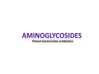 Aminoglycosides Potent bactericidal antibiotics  