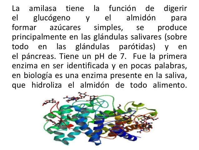 Amilasa y-lipasa (1)