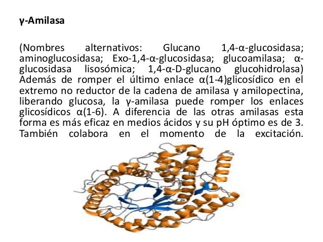 Que Es La Amilasa Y Lipasa
