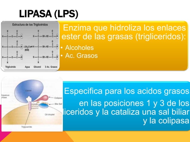 Amilasa y lipasa