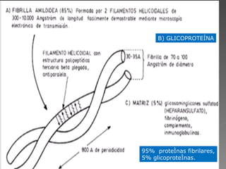 B) GLICOPROTEÍNA 95%  proteínas fibrilares, 5% glicoproteínas. 