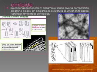 las cadenas polipeptídicas del amiloie tienen diversa composición de amino-ácidos. Sin embargo, la estructura es similar en todas las sustancias amiloideas conocidas.  