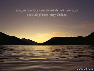 La paciencia es un árbol de raíz amarga pero de frutos muy dulces. PPsPPt.com