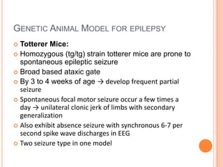 GENETIC ANIMAL MODEL FOR EPILEPSY
 Totterer Mice:
 Homozygous (tg/tg) strain totterer mice are prone to
spontaneous epileptic seizure
 Broad based ataxic gate
 By 3 to 4 weeks of age → develop frequent partial
seizure
 Spontaneous focal motor seizure occur a few times a
day → unilateral clonic jerk of limbs with secondary
generalization
 Also exhibit absence seizure with synchronous 6-7 per
second spike wave discharges in EEG
 Two seizure type in one model
 