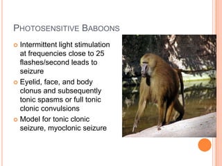 PHOTOSENSITIVE BABOONS
 Intermittent light stimulation
at frequencies close to 25
flashes/second leads to
seizure
 Eyelid, face, and body
clonus and subsequently
tonic spasms or full tonic
clonic convulsions
 Model for tonic clonic
seizure, myoclonic seizure
 