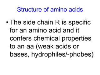 Structure of amino acids 
• The side chain R is specific 
for an amino acid and it 
confers chemical properties 
to an aa (weak acids or 
bases, hydrophiles/-phobes) 
 