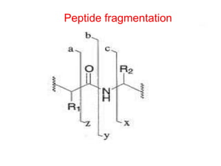 Peptide fragmentation 
 