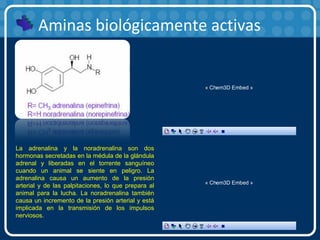 Aminas biológicamente activas
La adrenalina y la noradrenalina son dos
hormonas secretadas en la médula de la glándula
adrenal y liberadas en el torrente sanguíneo
cuando un animal se siente en peligro. La
adrenalina causa un aumento de la presión
arterial y de las palpitaciones, lo que prepara al
animal para la lucha. La noradrenalina también
causa un incremento de la presión arterial y está
implicada en la transmisión de los impulsos
nerviosos.
« Chem3D Embed »
« Chem3D Embed »
 