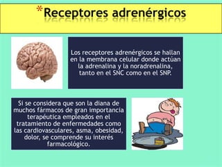 *Receptores adrenérgicos
Los receptores adrenérgicos se hallan
en la membrana celular donde actúan
la adrenalina y la noradrenalina,
tanto en el SNC como en el SNP.

Si se considera que son la diana de
muchos fármacos de gran importancia
terapéutica empleados en el
tratamiento de enfermedades como
las cardiovasculares, asma, obesidad,
dolor, se comprende su interés
farmacológico.

 