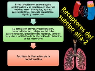 Estos también son en su mayoría
postsináptico y se localizan en diversos
tejidos: vasos, bronquios, aparato
gastrointestinal, músculo esquelético,
hígado y mastocitos.

Su activación provoca vasodilatación,
broncodilatacion, relajación del tubo
gastrointrstinal, glucogenólisis hepática, temblor
muscular e inhibición de la liberación de histamina
de los mastocitos

Facilitan la liberación de la
noradrenalina

 