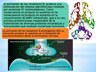 la activación de los receptores β: produce una
estimulación del sistema adenililciclasa mediada
por proteínas G1 (estimuladoras). Como
consecuencia se produce un aumento en la
consecuencia se produce un aumento en la
concentración de AMPc intracelular, que a su vez,
activara proteincinasas responsable de la
fosforilación de diversas proteínas enzimáticas y
estructurales que modulan numerosas funciones.
La activación de los receptores β presinápticos (β2) su
activación produce un aumento en la liberación de
neurotransmisores desde la terminación nerviosa
.

 