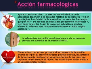 *Acción farmacológicas
Aparato cardiovascular: Los efectos hemodinámicos de la
adrenalina dependen d la densidad relativa de receptores ∞ y β en
cada tejido. La afinidad de la adrenalina por receptor β es mayor
que por los ∞. De hay que en dosis altas predominen los efectos ∞,
y en dosis bajas, los β. Así, la inyección subcutánea produce
efectos β, mientras que la inyección intravenosa rápida origina
acciones ∞.

La administración rápida de adrenalina por vía intravenosa
provoca un aumento de la presión arterial.

El mecanismo por el que produce el incremento de la presión
arteria es triple: a) efecto inotrópico positivo directo, b) aumento
de la frecuencia cardiaca y c) vasoconstricción de los vasos pre
capilares de resistencia de la piel, las mucosas y el riñón, unido a
un vasoconstrictor venoso.

 