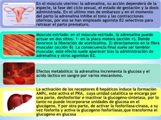 En el músculo uterino: la adrenalina, su acción dependerá de la
especie, la fase del ciclo sexual, el estado de gestación y la dosis
administrada. En el ultimo mes de embarazo y en el momento
del parto la adrenalina inhibe el tono y las contracciones
uterinas, por eso se han empleado agonista β2 selectivos para
retrasar el parto prematuro.
Músculo estriado: en el músculo estriado, la adrenalina puede
actuar en dos sitios: 1- en la placa motora (acción ∞). Donde
favorece la liberación de acetilcolina. 2) directamente en la fibra
muscular (acción β) La consecuencia final suele ser temblor
muscular, este efecto suele aparecer tras la administración de
adrenalina y otros agonistas β2.

Efectos metabólico: la adrenalina incrementa la glucosa y el
acido láctico en sangre por varios mecanismo.
La activación de los receptores β hepáticos induce la formación
AMPc, este activa el PKA, cuya unidad catalítica se encarga por
una parte, desfosforilar e inactivar la glucogéno-sintetasa, por lo
tanto no puede incorporarse unidades de glucosa en el
glucógeno. Y por otra parte, de activar la fosforilasa-cinasa, a su
vez fosforila y activa la glucogeno fosforilasas,que transforma el
glucogeno en glucosa

 