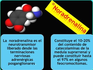La noradrenalina es el
neurotransmisor
liberado desde las
terminaciones
nerviosas
adrenérgicas
posganglionares.

Constituye el 10-20%
del contenido de
catecolaminas de la
medula suprarrenal y
puede constituir hasta
el 97% en algunos
feocromocitomas.

 