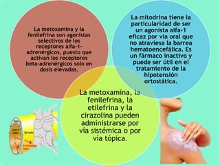 La metoxamina y la
fenilefrina son agonistas
selectivos de los
receptores alfa-1adrenérgicos, puesto que
activan los receptores
beta-adrenérgicos solo en
dosis elevadas.

La mitodrina tiene la
particularidad de ser
un agonista alfa-1
eficaz por vía oral que
no atraviesa la barrea
hematoencefálica. Es
un fármaco inactivo y
puede ser útil en el
tratamiento de la
hipotensión
ortostática.

La metoxamina, la
fenilefrina, la
etilefrina y la
cirazolina pueden
administrarse por
vía sistémica o por
vía tópica.

 
