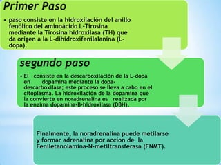 Primer Paso
• paso consiste en la hidroxilación del anillo
fenólico del aminoácido L-Tirosina
mediante la Tirosina hidroxilasa (TH) que
da origen a la L-dihidroxifenilalanina (Ldopa).

segundo paso
• El consiste en la descarboxilación de la L-dopa
en
dopamina mediante la dopadescarboxilasa; este proceso se lleva a cabo en el
citoplasma. La hidroxilación de la dopamina que
la convierte en noradrenalina es realizada por
la enzima dopamina-B-hidroxilasa (DBH).

Finalmente, la noradrenalina puede metilarse
y formar adrenalina por accion de la
Feniletanolamina-N-metiltransferasa (FNMT).

 