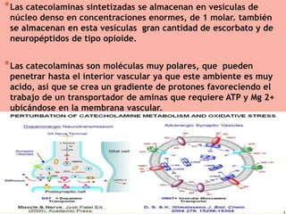 * Las catecolaminas sintetizadas se almacenan en vesículas de

núcleo denso en concentraciones enormes, de 1 molar. también
se almacenan en esta vesículas gran cantidad de escorbato y de
neuropéptidos de tipo opioide.

* Las catecolaminas son moléculas muy polares, que

pueden
penetrar hasta el interior vascular ya que este ambiente es muy
acido, así que se crea un gradiente de protones favoreciendo el
trabajo de un transportador de aminas que requiere ATP y Mg 2+
ubicándose en la membrana vascular.

 