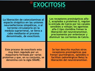 *EXOCITOSIS
La liberación de catecolaminas al
espacio sináptico en las uniones
neuroefectoras simpáticas, o al
torrente circulatorio en la
medula suprarrenal, se lleva a
cabo mediante el proceso
denominado, de exocitosis.

Los receptores presinápticos alfa2, acoplados a proteínas G, regulan
la entrada de Calcio por los canales
sensibles a voltaje; los agonistas
alfa-2 tipo clonidina frenan la
liberación del neurotransmisor,
precisamente por enlentecer y
disminuir las corrientes de Calcio.

Este proceso de exocitosis esta
muy bien regulado por un
maquinaria formada por varias
proteínas y que, en su conjunto, se
denomina con la sigla SNARE.

Se han descrito muchos otros
receptores presinápticos que
frenan (purinérgicos, opioides) o
facilitan (adrenérgicos Beta) la
liberación del neurotransmisor.

 
