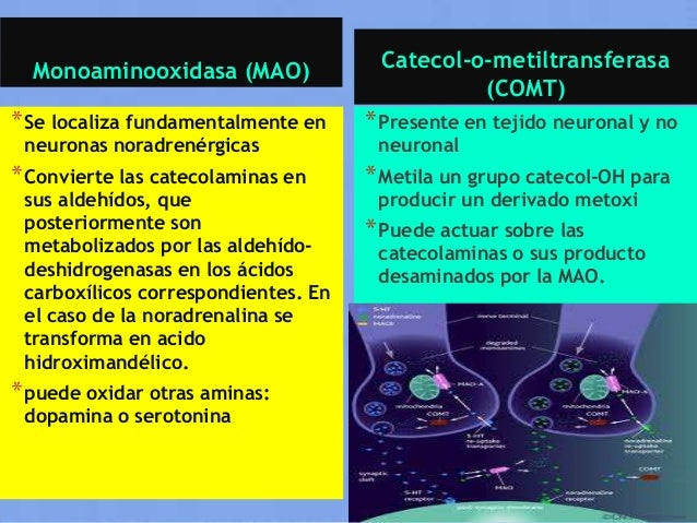 Aminas simpaticomimeticas Aminas simpaticomimeticas