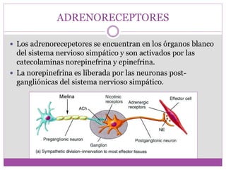 ADRENORECEPTORES
 Los adrenorecepetores se encuentran en los órganos blanco
del sistema nervioso simpático y son activados por las
catecolaminas norepinefrina y epinefrina.
 La norepinefrina es liberada por las neuronas post-
gangliónicas del sistema nervioso simpático.
 
