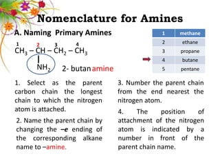 Nomenclature for Amines
A. Naming Primary Amines                      1    methane
1     2     3      4                          2     ethane
CH3 – CH – CH2 – CH3                          3     propane
                                              4     butane
      NH2       2- butan amine                5     pentane

1. Select as the parent          3. Number the parent chain
carbon chain the longest         from the end nearest the
chain to which the nitrogen      nitrogen atom.
atom is attached.                4.    The     position  of
2. Name the parent chain by      attachment of the nitrogen
changing the –e ending of        atom is indicated by a
the corresponding alkane         number in front of the
name to –amine.                  parent chain name.
 