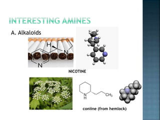 A. Alkaloids
NICOTINE
coniine (from hemlock)
 