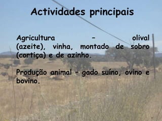 Actividades principais

Agricultura           –     olival
(azeite), vinha, montado de sobro
(cortiça) e de azinho.

Produção animal – gado suíno, ovino e
bovino.
 
