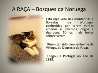A RAÇA – Bosques da Noruega
• Esta raça vem das montanhas e
florestas da Noruega,
conhecidas por terem verões
amenos e invernos longos e
rigorosos. Só os mais fortes
sobreviveram.
• Dizem ter sido companheiros de
Vikings, de Deuses e de Fadas.
• Chegou a Portugal no ano de
1989.
 