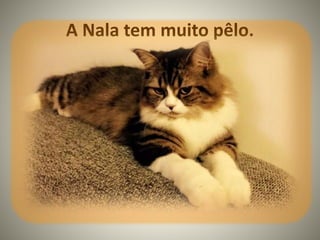 A Nala tem muito pêlo.
 