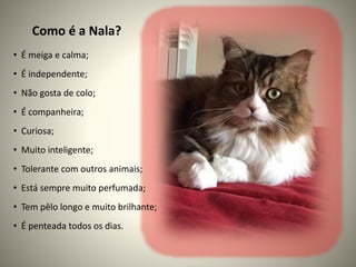 Como é a Nala?
• É meiga e calma;
• É independente;
• Não gosta de colo;
• É companheira;
• Curiosa;
• Muito inteligente;
• Tolerante com outros animais;
• Está sempre muito perfumada;
• Tem pêlo longo e muito brilhante;
• É penteada todos os dias.
 