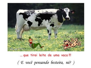 ... que  tirei  leite  de  uma  vaca !!! (  E  você  pensando  besteira,  né?  ) 